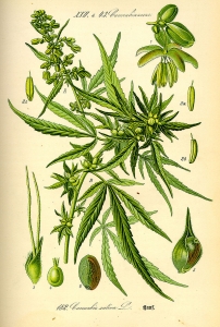 800px-Illustration_Cannabis_sativa0